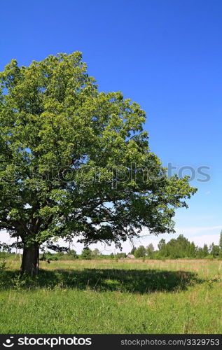 green oak on summer field