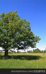 green oak on summer field