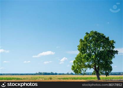green oak tree in a field on a sunny day