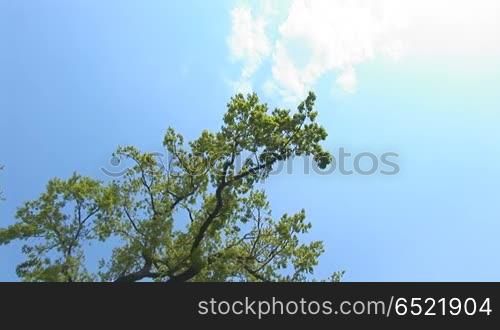 green oak tree in spring