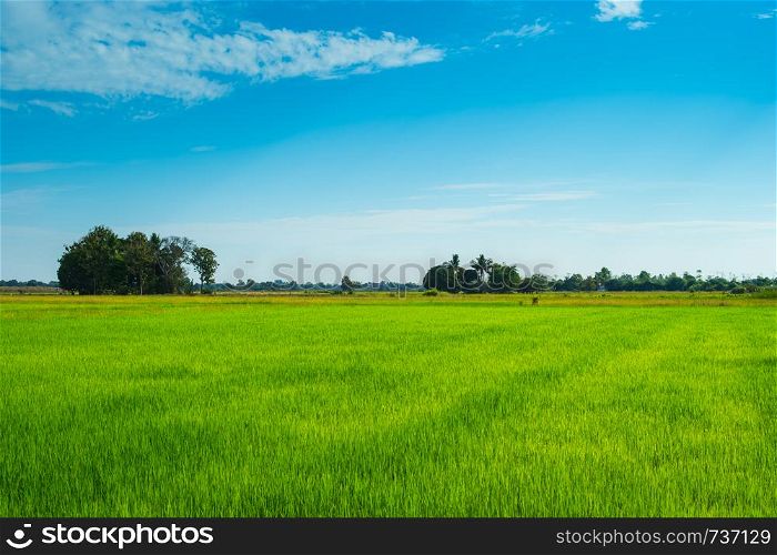 green of field rice with blue sky