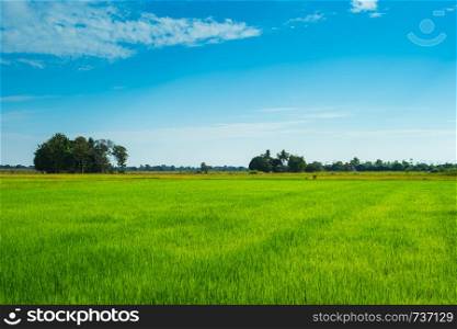 green of field rice with blue sky