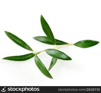 Green Olive Branch With Leaves On White Background