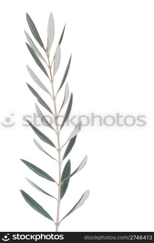 green olive tree branch isolated on white background