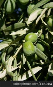 Green olive tree with macro closeup fruits
