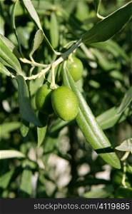 Green olive tree with macro closeup fruits