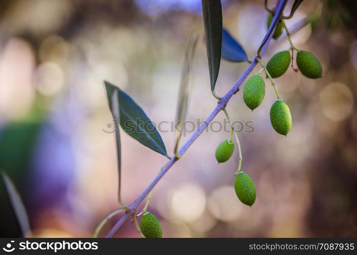 Green Olives on tree branch, Italy