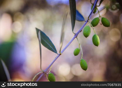 Green Olives on tree branch, Italy