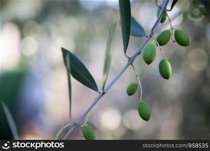Green Olives on tree branch, Italy