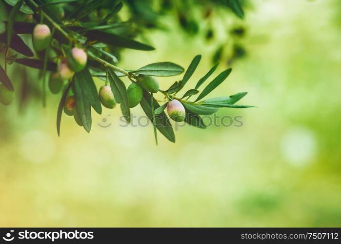 Green olives, tree branches over light green bokeh background, fresh ripe berries, olive oil production, autumn harvest season