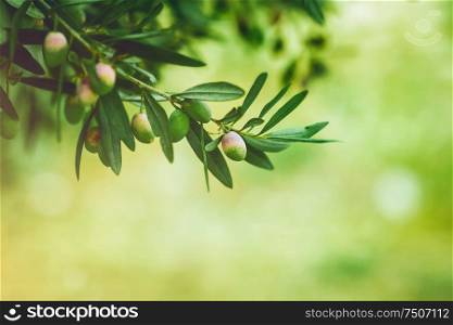 Green olives, tree branches over light green bokeh background, fresh ripe berries, olive oil production, autumn harvest season