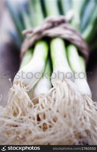 Green Onion close up shoot