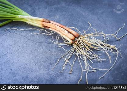 Green onion isolated on the gray background , root shallots or scallions growing from soil / kitchen herb concept