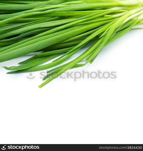 Green Onion on white background