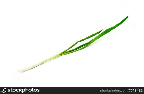 Green Onion on white background