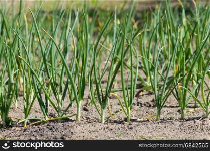 Green onions grow in vegetable garden
