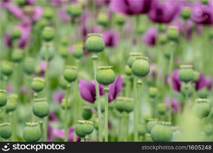 Green opium poppy capsules, purple poppy blossoms in a field.  Papaver somniferum . Poppies, agricultural crop.