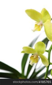 Green orchid on white background