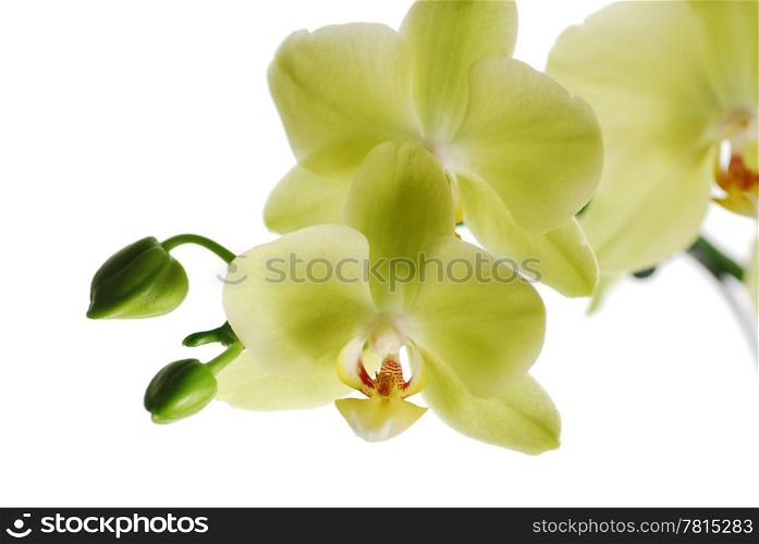 Green orchid on white background