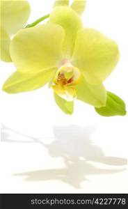 Green orchid with it&rsquo;s own shadow
