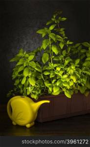 Green organic basil with yellow water pot on dark background, still life