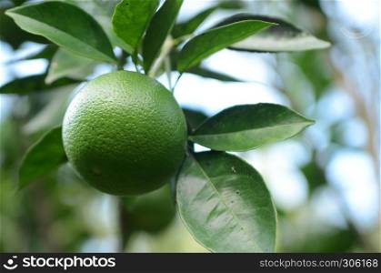 Green organic citrus fruit hanging on tree