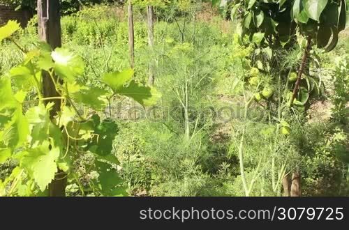 Green Organic Garden With Fruits and Vegetables