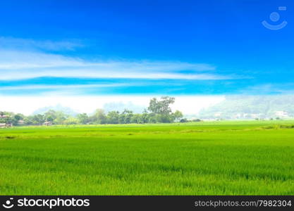 Green paddy and sky