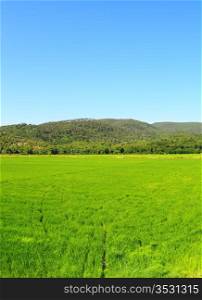 Green Paddy Field In The Hills Of Toscana