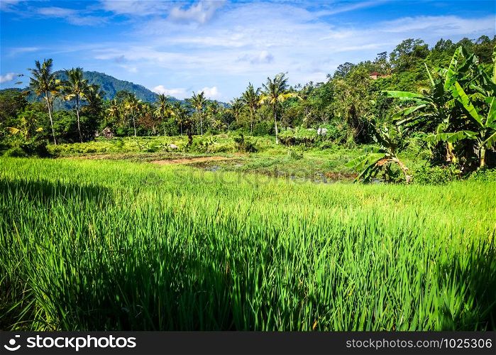 Green paddy fields in Sidemen village, Bali, Indonesia. Green paddy fields, Sidemen, Bali, Indonesia