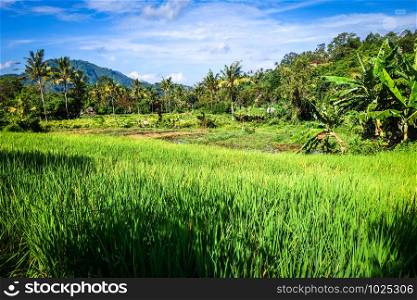 Green paddy fields in Sidemen village, Bali, Indonesia. Green paddy fields, Sidemen, Bali, Indonesia