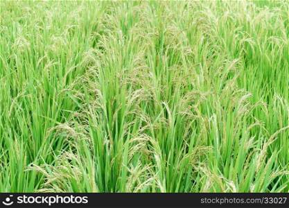 green paddy rice in the field as food background