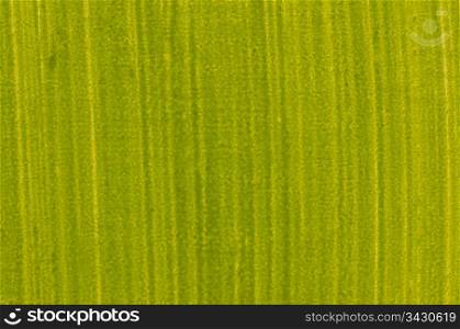 Green painted wood board background.