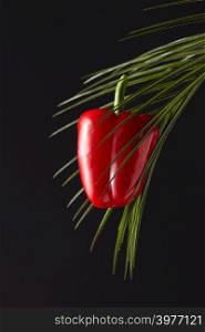 Green palm branch with juicy fresh pepper around a black background with space for text. Healthy organic food concept. Ripe red pepper presented on a green palm branch around a black background with a copy space. The concept of organic food
