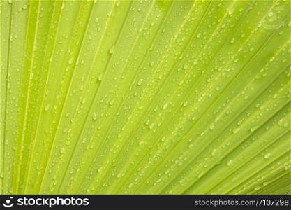 Green palm leaf background with water droplets