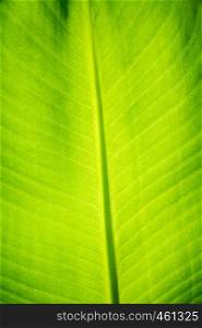 Green palm leaf macro view. Nature wallpaper. Green palm leaf macro view
