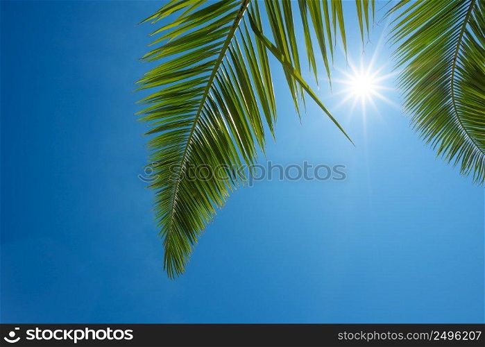 Green palm leaf over blue sky with shining sun
