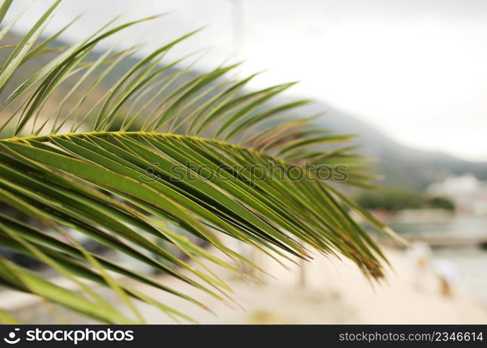 Green palm leaf. Tropical island jungle abstract photo. Sunny day in exotic place. Tourist hotel or resort banner template. Fluffy leaf of coconut palm tree. Tropical paradise.. Green palm leaf. Tropical island jungle abstract photo. Sunny day in exotic place. Tourist hotel or resort banner template. Fluffy leaf of coconut palm tree. Tropical paradise
