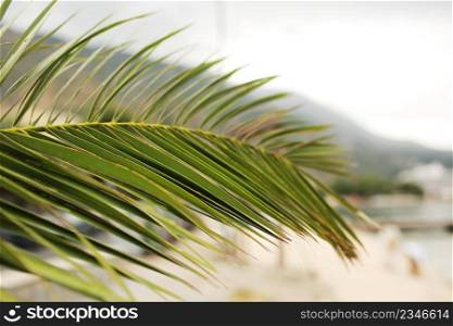 Green palm leaf. Tropical island jungle abstract photo. Sunny day in exotic place. Tourist hotel or resort banner template. Fluffy leaf of coconut palm tree. Tropical paradise.. Green palm leaf. Tropical island jungle abstract photo. Sunny day in exotic place. Tourist hotel or resort banner template. Fluffy leaf of coconut palm tree. Tropical paradise