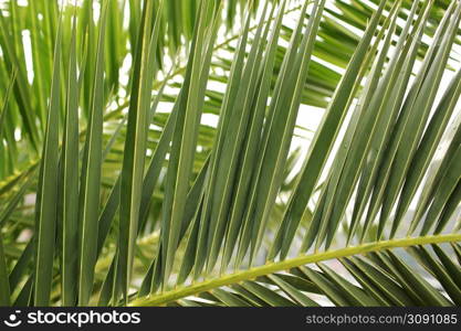 Green palm leaf. Tropical island jungle abstract photo. Sunny day in exotic place. Tourist hotel or resort banner template. Fluffy leaf of coconut palm tree. Tropical paradise.. Green palm leaf. Tropical island jungle abstract photo. Sunny day in exotic place. Tourist hotel or resort banner template. Fluffy leaf of coconut palm tree. Tropical paradise