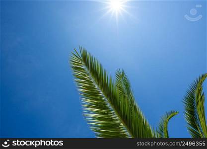 Green palm leafs over blue sky with shining sun