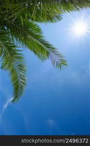 Green palm leafs with clear blue sky and shining summer sun star