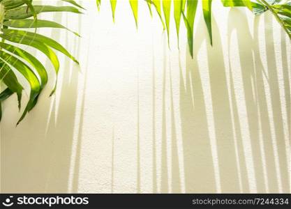 Green palm leaves and striped shadow on cream wall, sunbeam shines through palm leaves onto the wall.