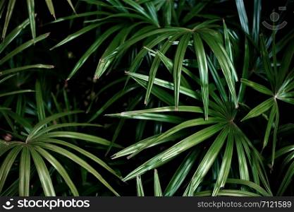 Green palm leaves in tropical jungle on dark background.