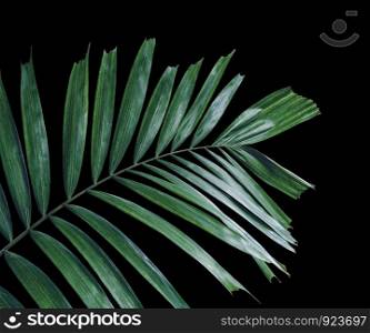 Green palm leaves on black background with clipping path