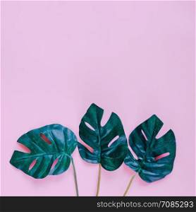 Green palm leaves on pink background with copy space, spring and summer concept