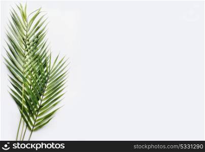 Green palm leaves on white table background, top view, place for text, mock up