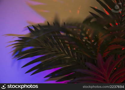 green palm leaves purple backdrop