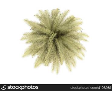 green palm on a white background