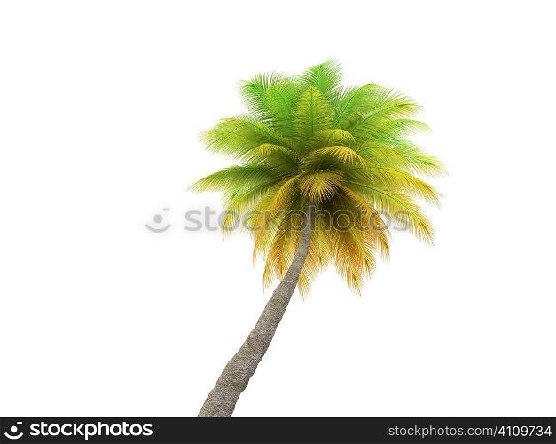 green palm on a white background